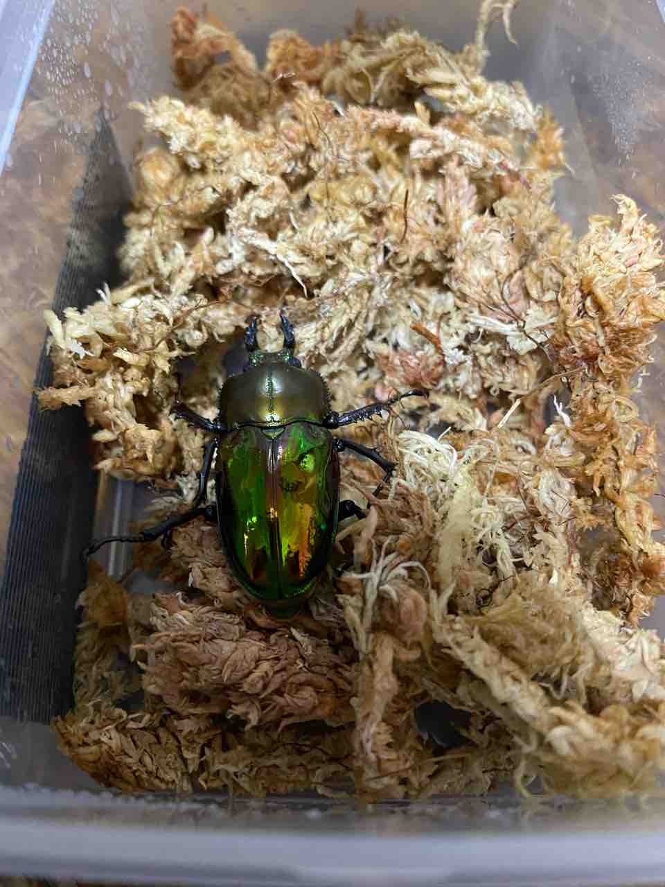 ニジイロクワガタ 羽化 初めてのカブクワ飼育日記 ニジイロクワガタ 羽化 初めてのカブクワ飼育日記
