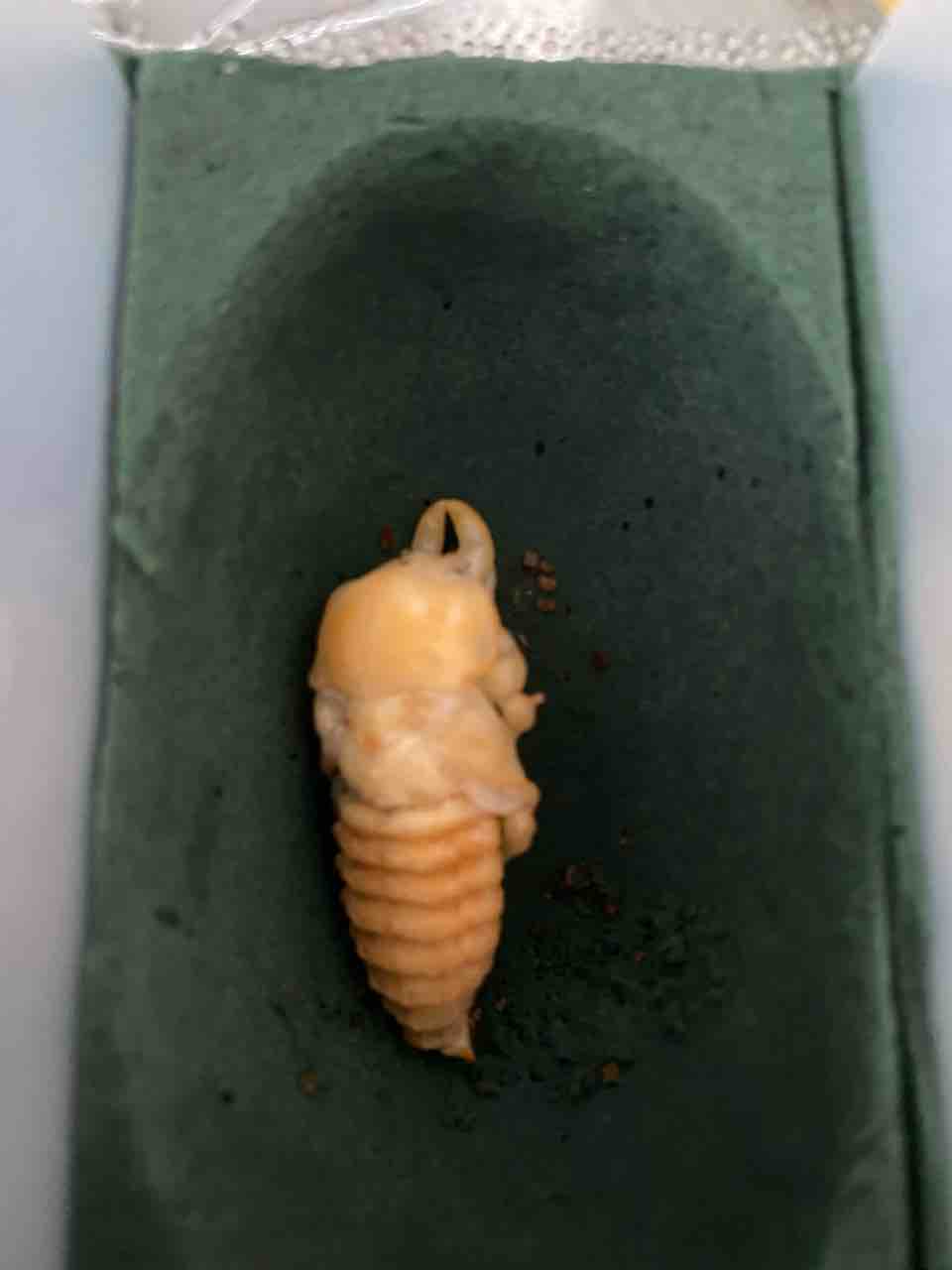 ニジイロクワガタ 人工蛹室のその後 初めてのカブクワ飼育日記