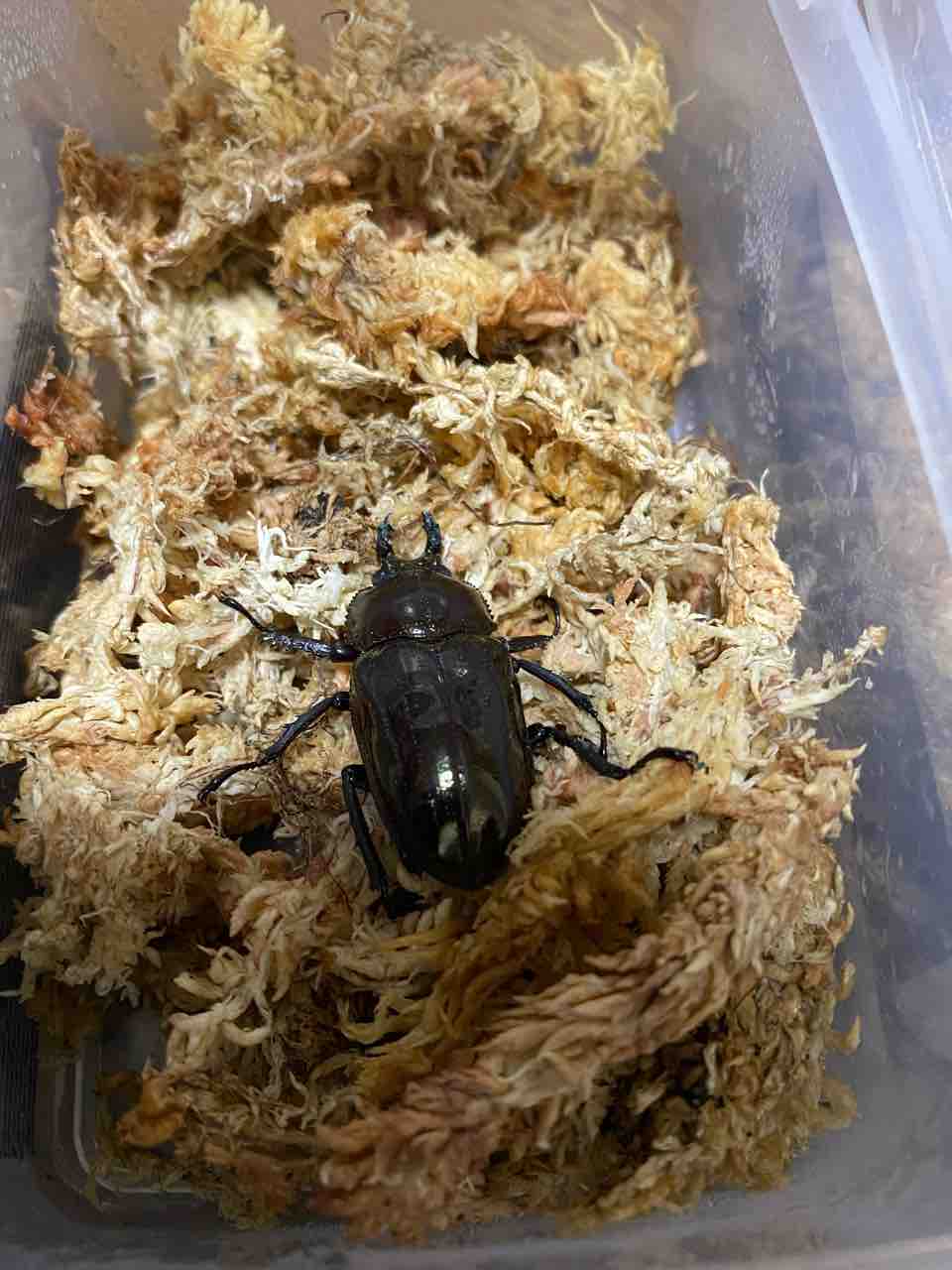 ニジイロクワガタ 羽化 初めてのカブクワ飼育日記 ニジイロクワガタ 羽化 初めてのカブクワ飼育日記
