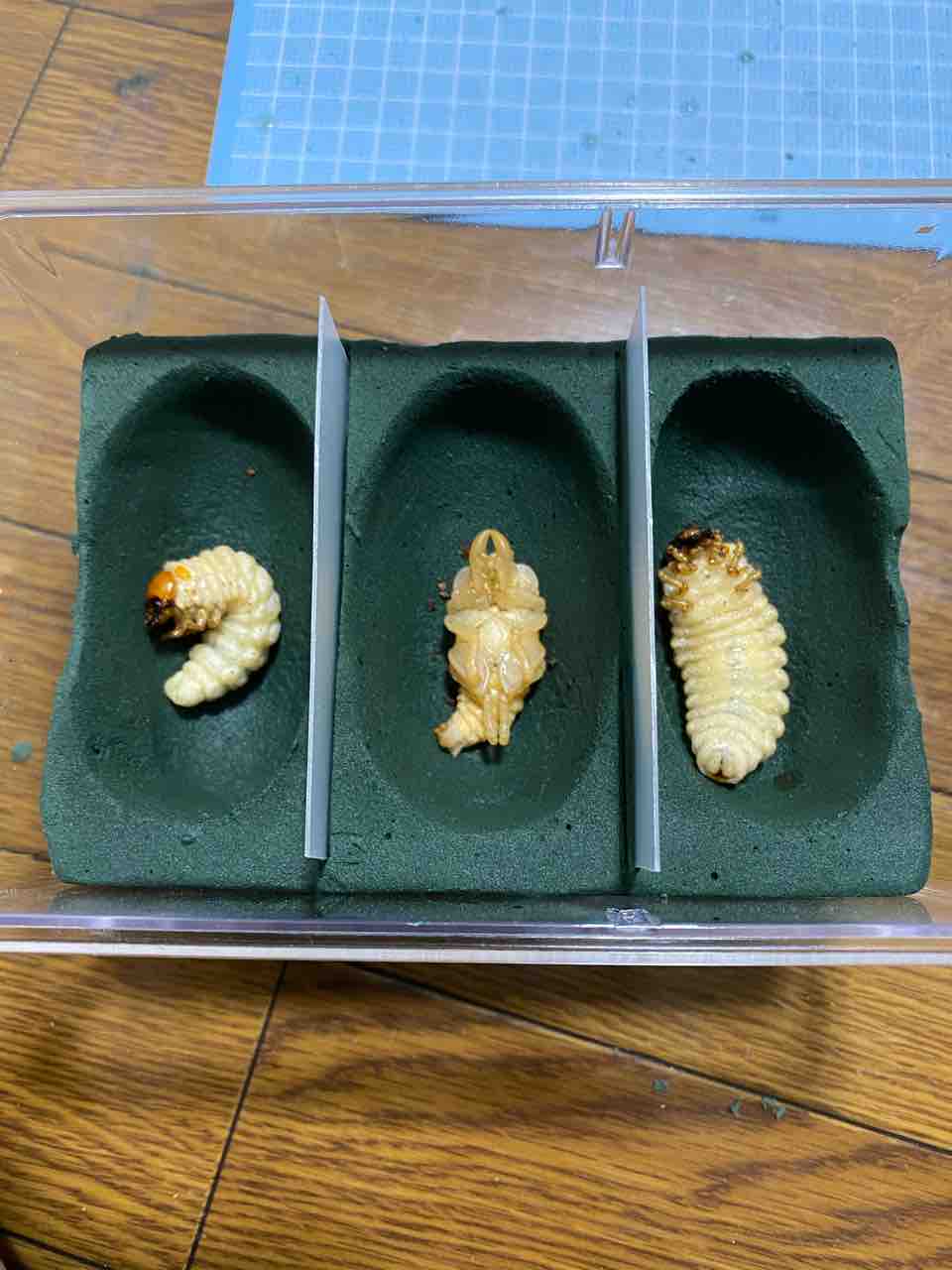 ニジイロクワガタ 人工蛹室のその後 初めてのカブクワ飼育日記