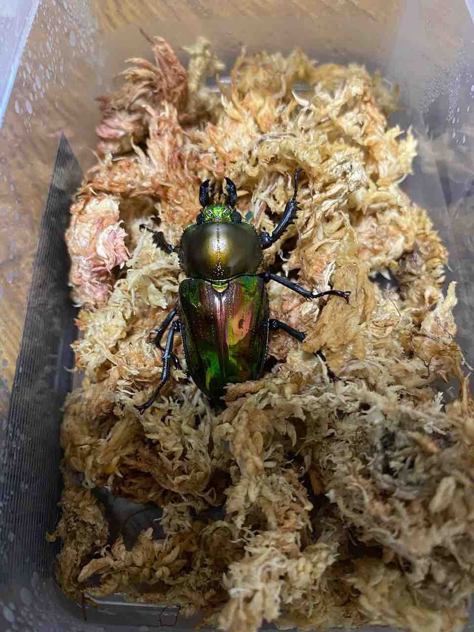 ニジイロクワガタ 羽化 初めてのカブクワ飼育日記 ニジイロクワガタ 羽化 初めてのカブクワ飼育日記