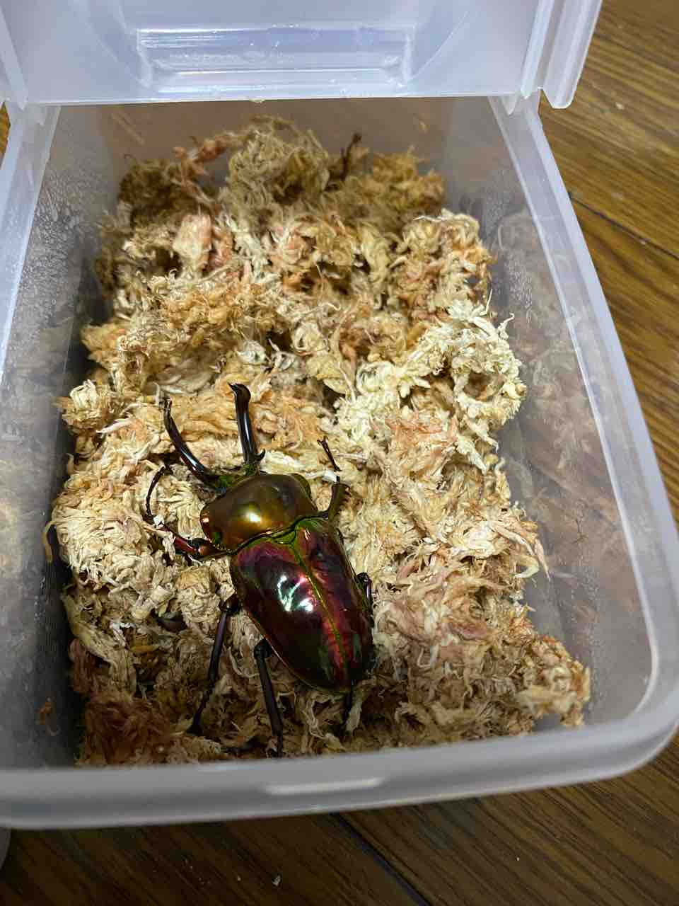 ニジイロクワガタ 羽化 初めてのカブクワ飼育日記 ニジイロクワガタ 羽化 初めてのカブクワ飼育日記