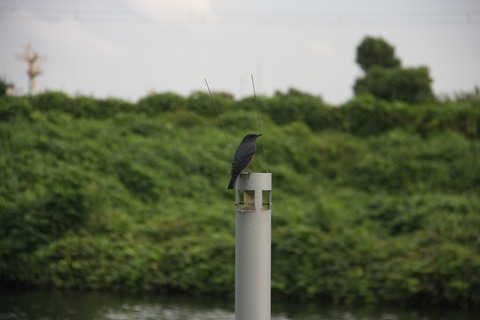 IMG_0627