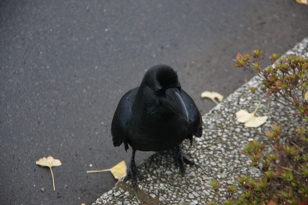 雑記 コロナ騒動でカラスも緊急事態 しがない庶民の独り言
