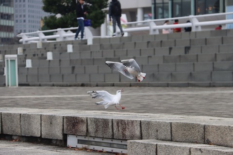 IMG_0627
