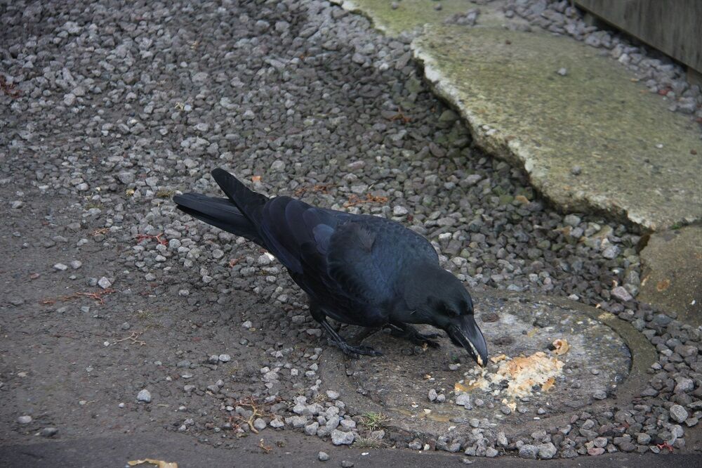 雑記 コロナ騒動でカラスも緊急事態 しがない庶民の独り言