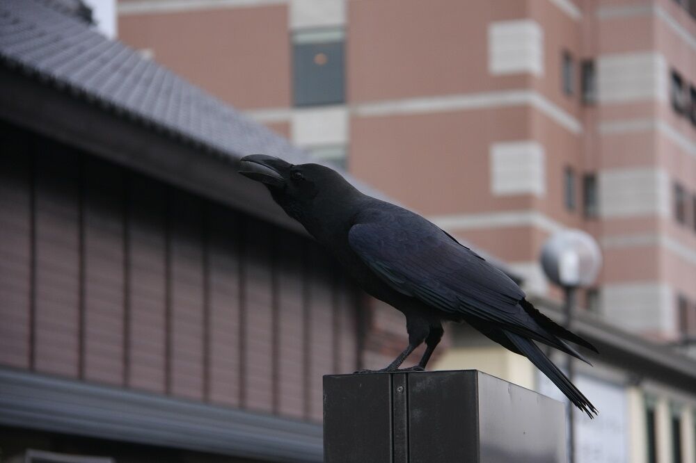雑記 コロナ騒動でカラスも緊急事態 しがない庶民の独り言