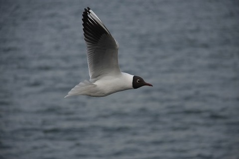 IMG_8485