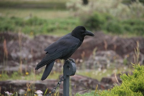 IMG_8836