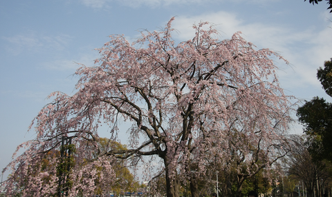 ume