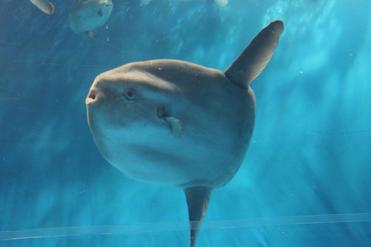 アクアワールド大洗 とみやん市とみやん町1 1 73 アクアワールド大洗 とみやん市とみやん町1 1 73