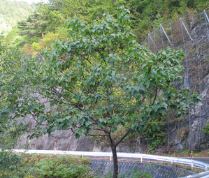 704px-キリの樹形(秋)