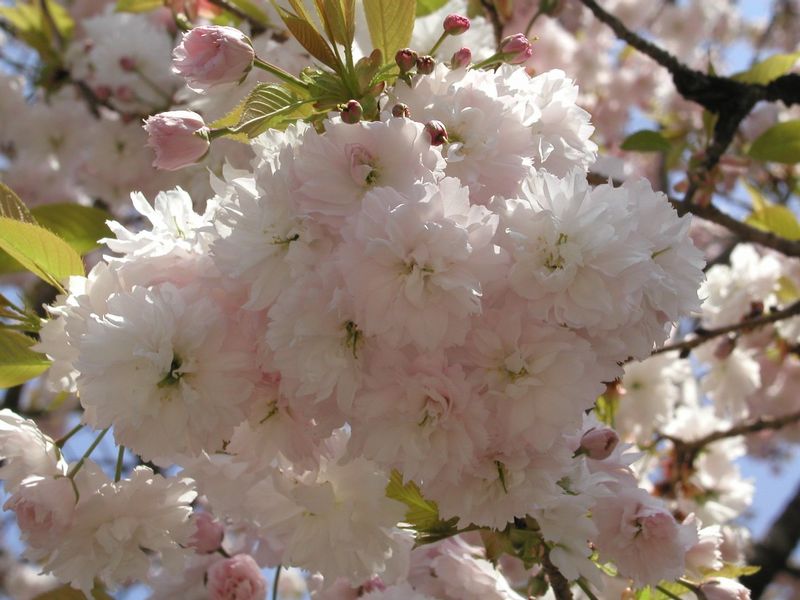 ヤエザクラ やえざくら 八重桜 猫と花とお買い物