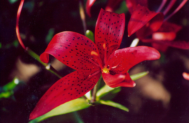 ユリ ゆり 百合 猫と花とお買い物