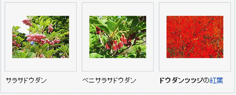 ドウダンツツジ どうだんつつじ 満天星躑躅 猫と花とお買い物