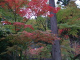 705502e6.jpg