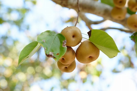 萬葉植物園 秋の実りと射干玉 ぬばたま の緑髪 わたしの図書館 萬葉植物園 秋の実りと射干玉 ぬばたま の緑髪 わたしの図書館