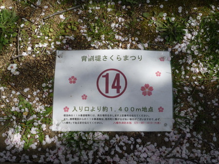 背割堤