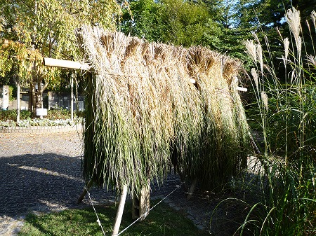 萬葉植物園 秋の実りと射干玉 ぬばたま の緑髪 わたしの図書館 萬葉植物園 秋の実りと射干玉 ぬばたま の緑髪 わたしの図書館