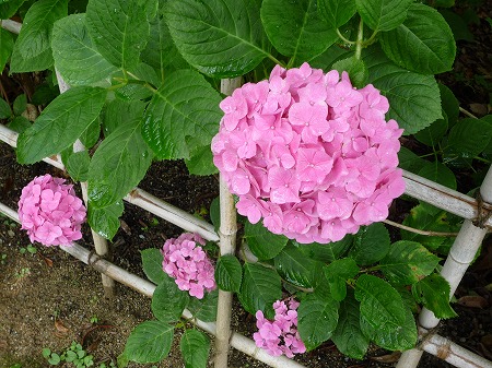 あじさいの森