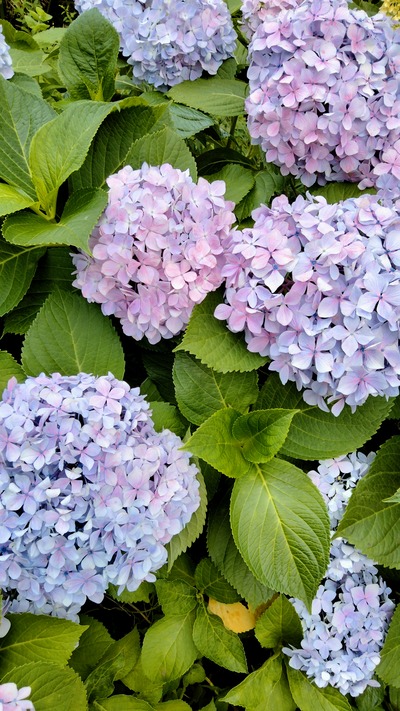 紫陽花