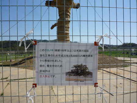 クスノキ