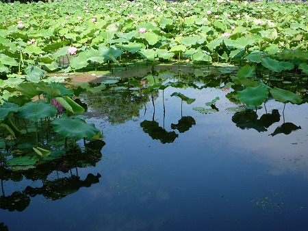 はす池