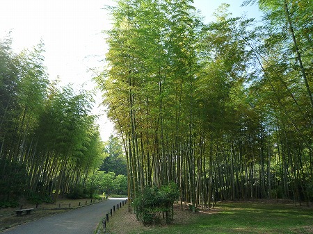竹林