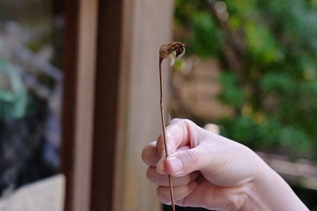 萬葉植物園 秋の実りと射干玉 ぬばたま の緑髪 わたしの図書館 萬葉植物園 秋の実りと射干玉 ぬばたま の緑髪 わたしの図書館