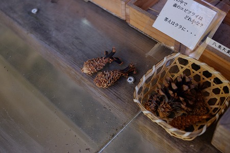 萬葉植物園 秋の実りと射干玉 ぬばたま の緑髪 わたしの図書館 萬葉植物園 秋の実りと射干玉 ぬばたま の緑髪 わたしの図書館