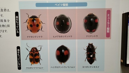 特別展「毒」