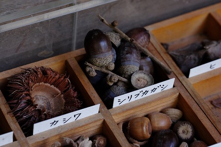 萬葉植物園・秋