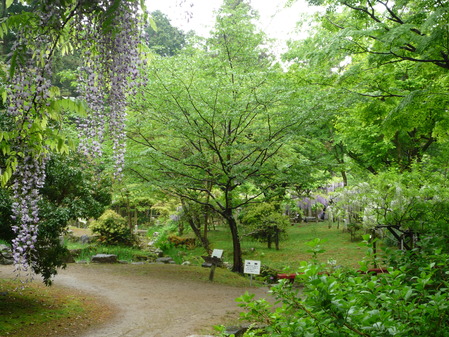 藤の園