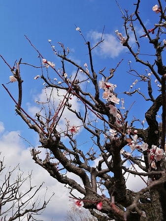 万博梅まつり