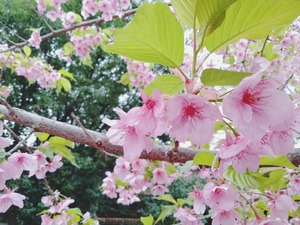 ヨウコウザクラ