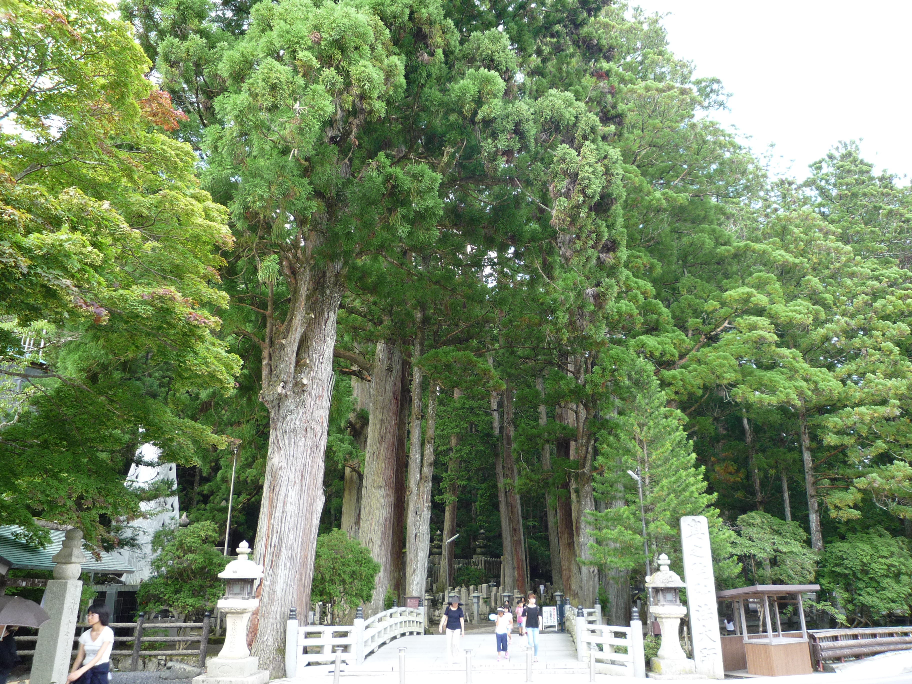 高野山 2 5 一の橋から御廟まで 奥の院参道を行く 暑い わたしの図書館 高野山 2 5 一の橋から御廟まで 奥の院参道を行く 暑い わたしの図書館