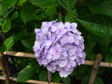 あじさいの森