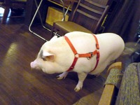 ぶたさんこんにちは