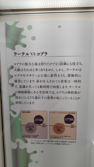 特別展「毒」