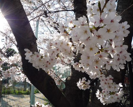 桜