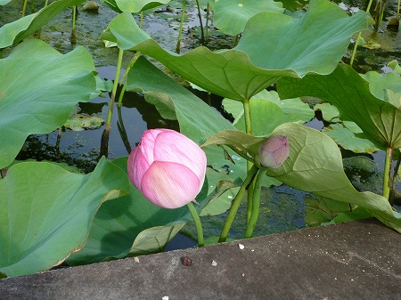 はす池