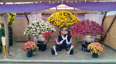 第71回松江菊花展