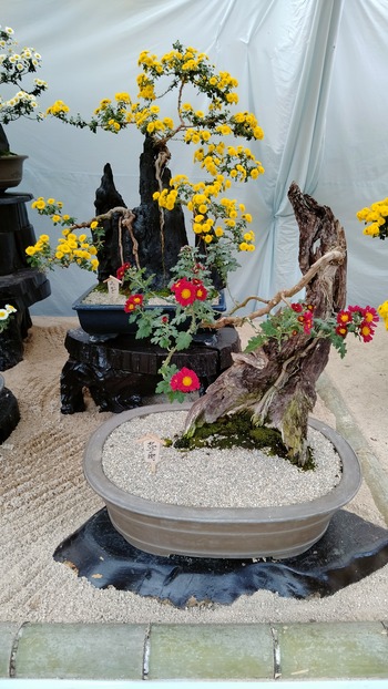 盆栽花壇