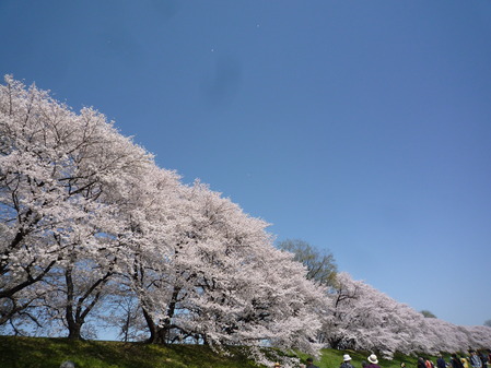 背割堤