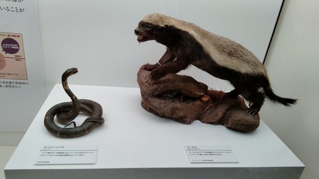 特別展「毒」