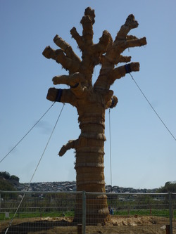 クスノキ