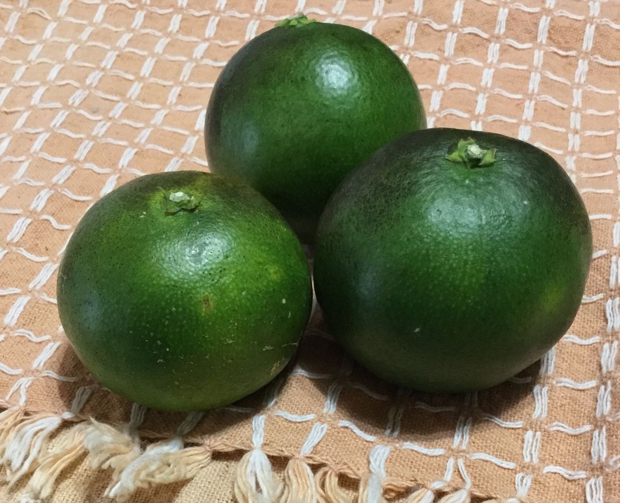 青いみかんと柿 ぽれぽれひなたぼっこ 青いみかんと柿 ぽれぽれひなたぼっこ