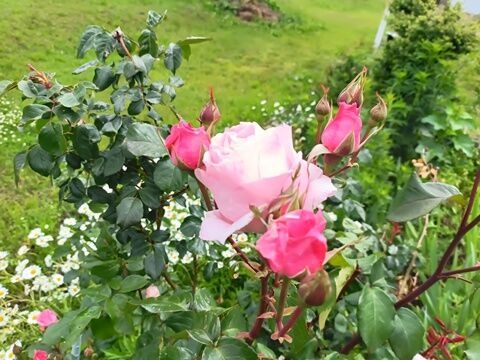 IMG20260609141833