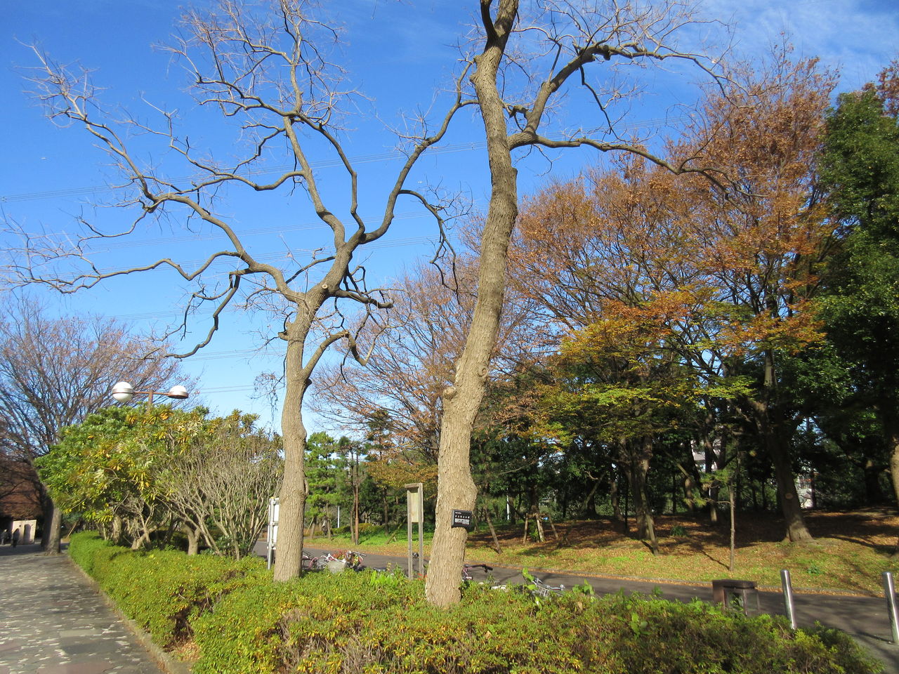 枯れ木も散歩道の賑わい ぶらりぶらり 枯れ木も散歩道の賑わい ぶらりぶらり