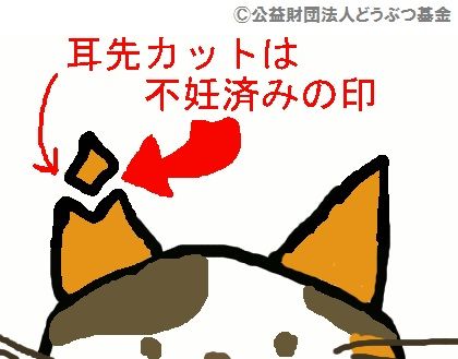 sakuraneko